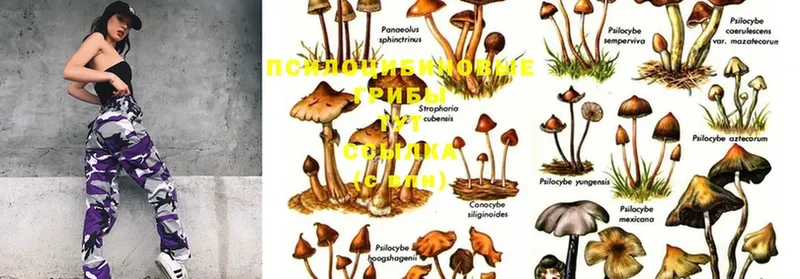 Галлюциногенные грибы Psilocybine cubensis  как найти наркотики  Алушта 